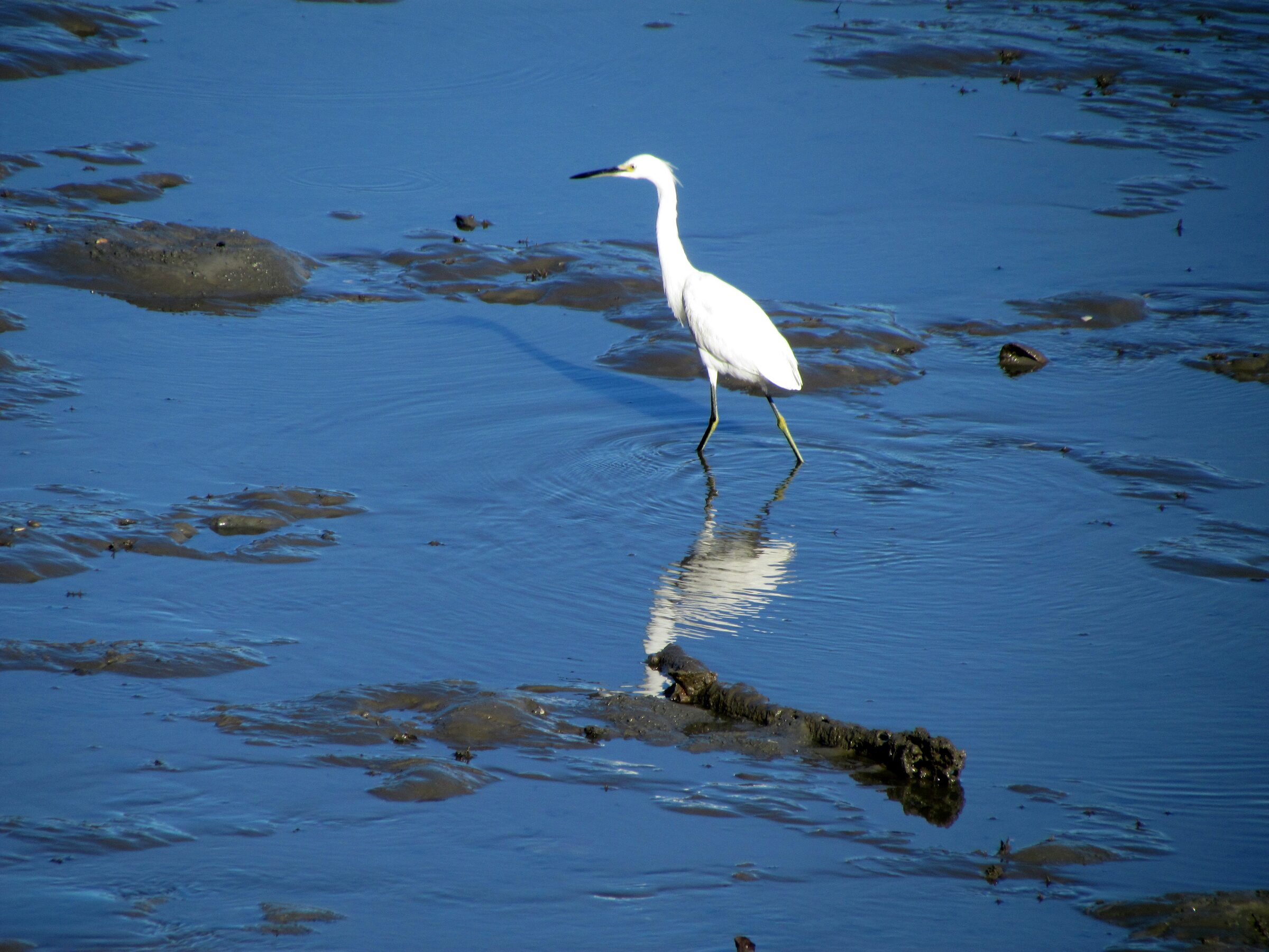 White egret walking through Beaufort County tidal water